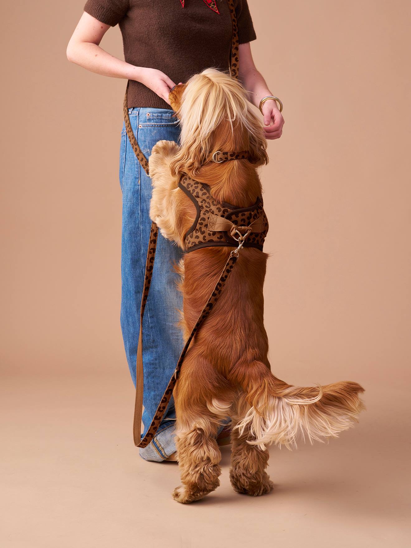 Set aus Geschirr, Leine und Halsband fr Hunde - kaffee