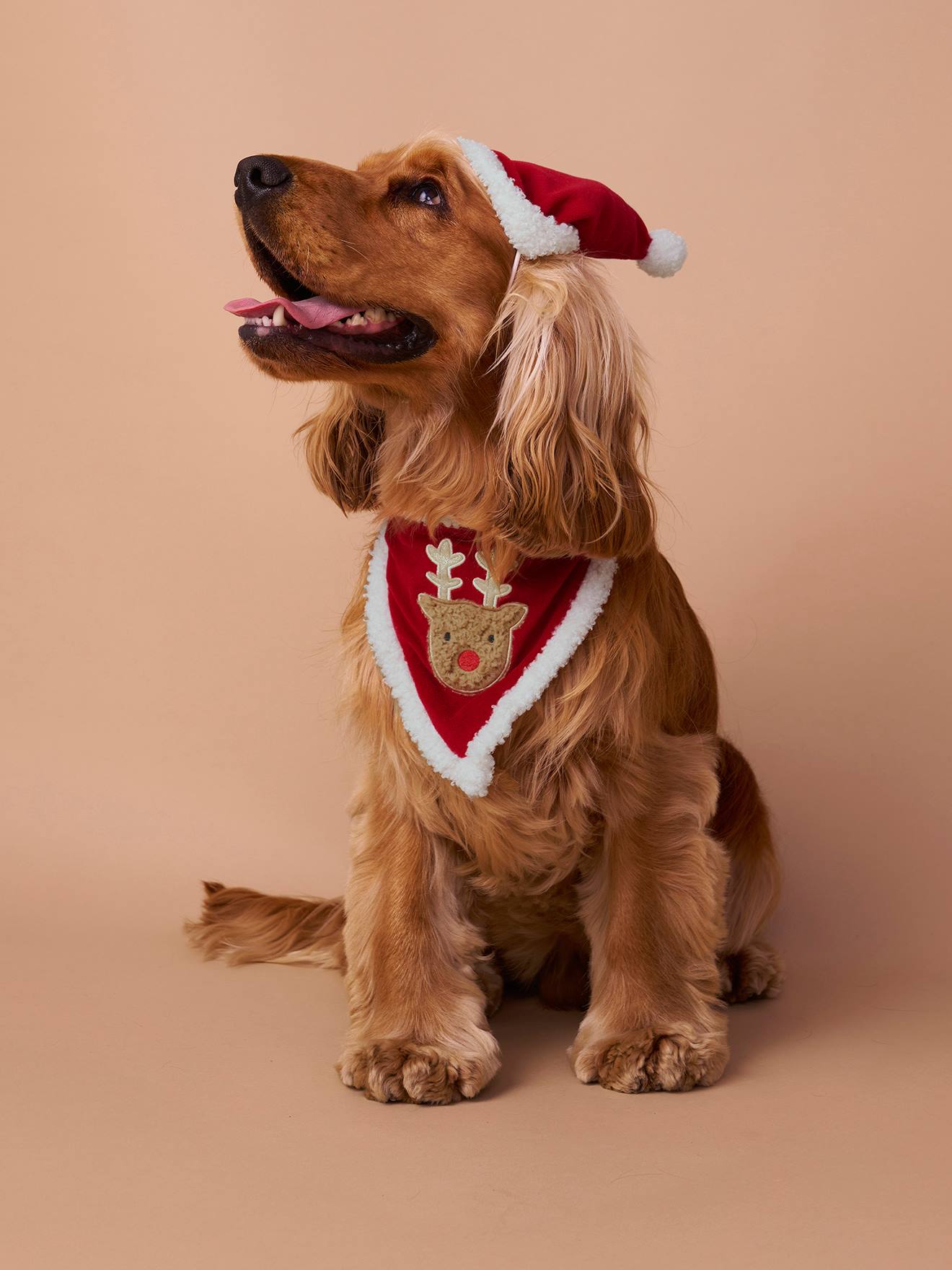 wildsterne hundefutter Wildsterne Breed Selection Golden Retriever  Hundefutter getreidefrei